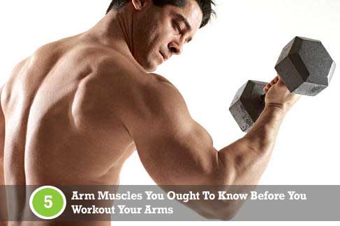 arm muscles and workout