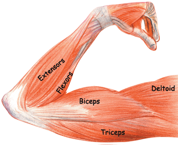 arm muscles anatomy