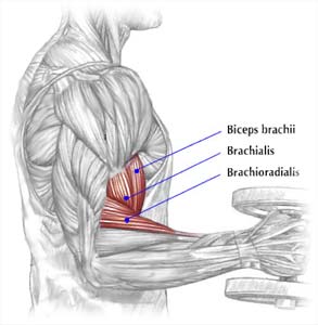 biceps brachii, brachialis, brachioradialis