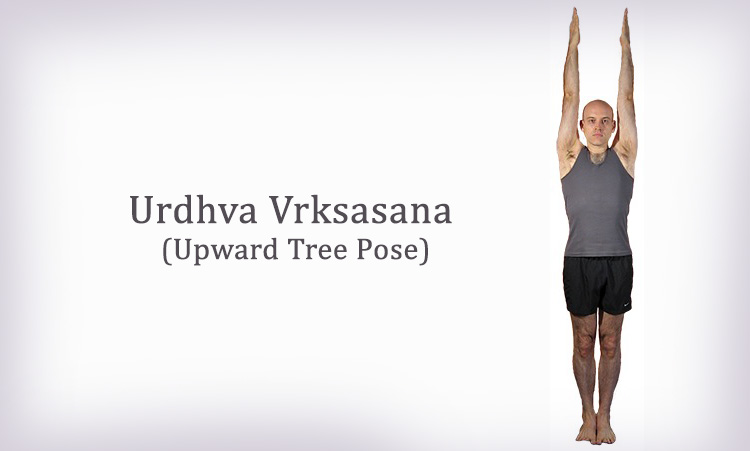 Urdhva Vrksasana (Upward Tree Pose)