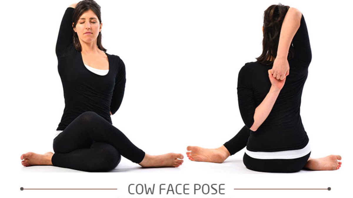 cow face pose22
