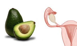 avocado-uterus