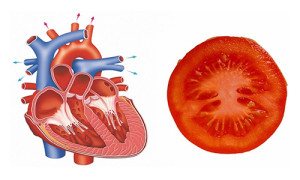 tomato gheart