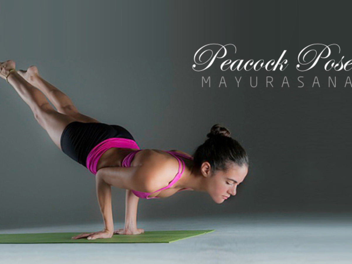 Pincha mayurasana – Feather Peacock Pose - School of Yoga