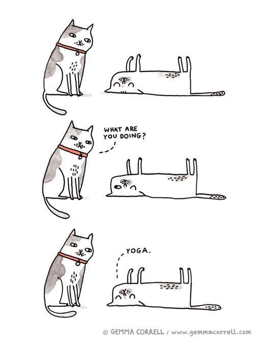 funny-yoga-cats
