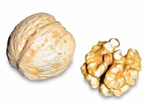 walnut brain