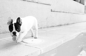 dog walking down a pavement