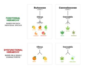Classification Chart for Cannabis