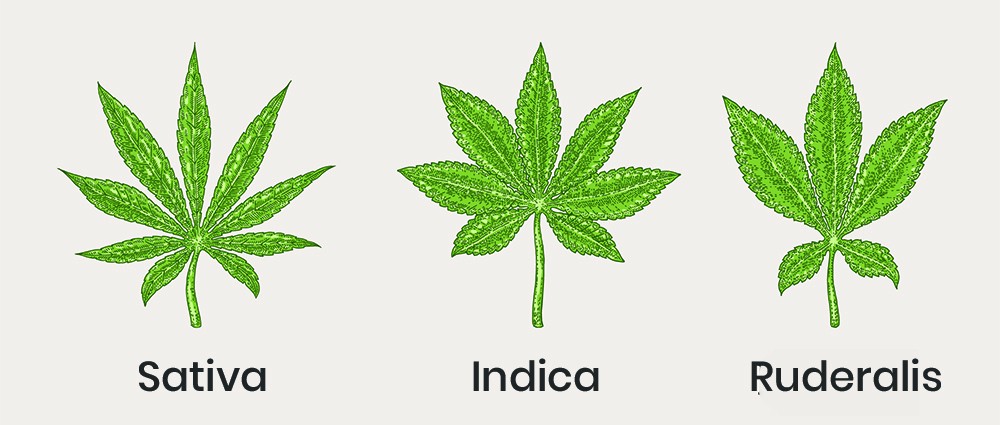 Types of Cannabis